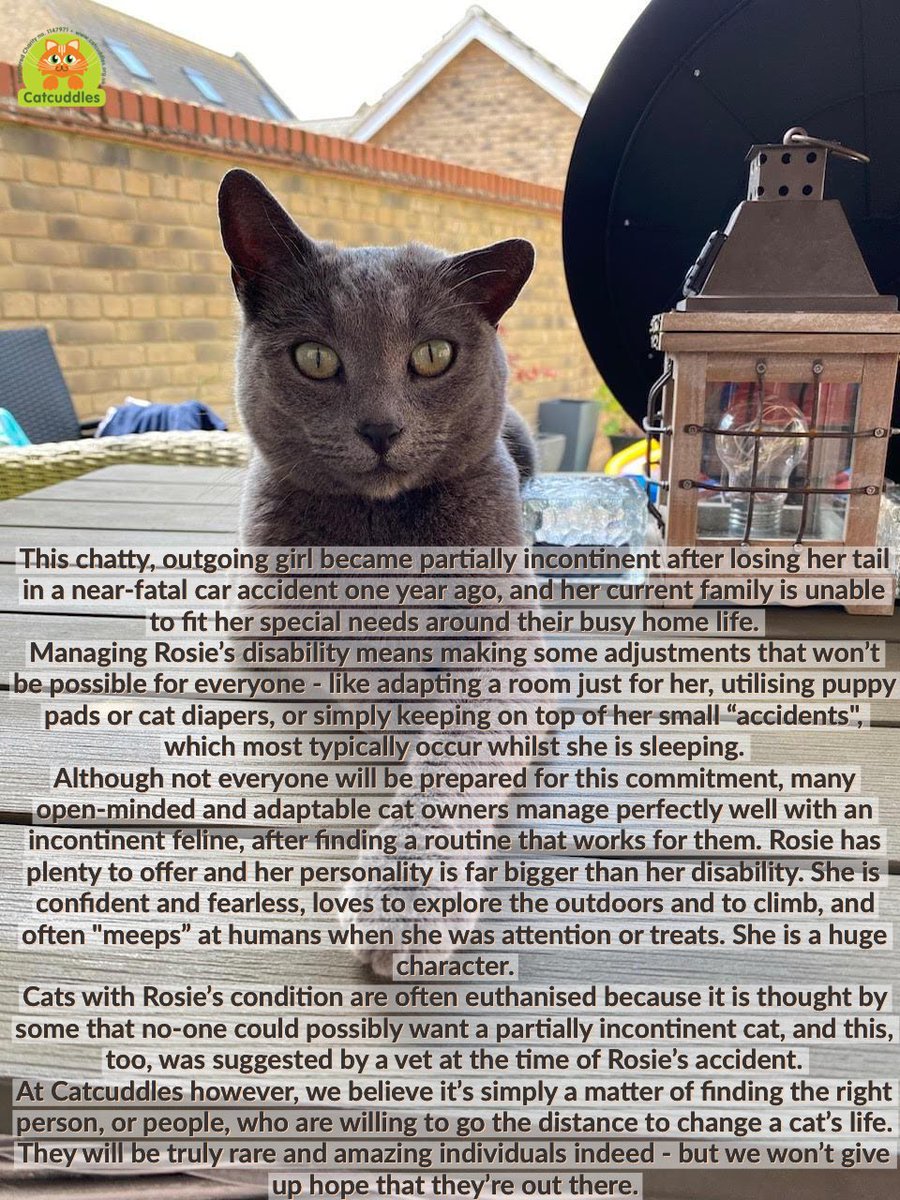 We haven't given up hope that four-year-old Rosie will soon find a loving new home, even though she has been waiting for a suitable offer for several months now. 

Enquire about adopting Rosie at catcuddles.org.uk/adoption-enqui…
