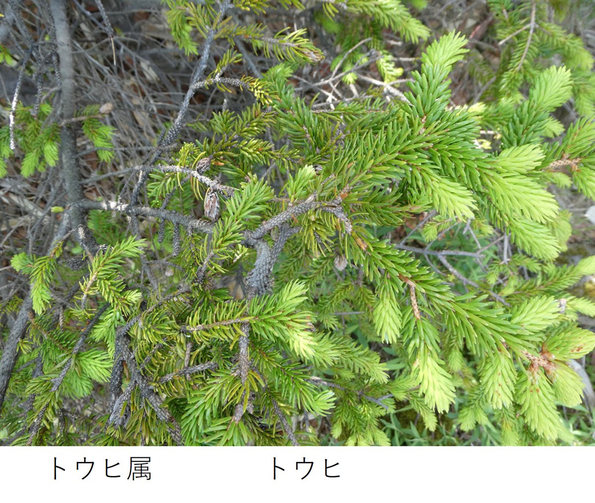 マツ科 マツ科