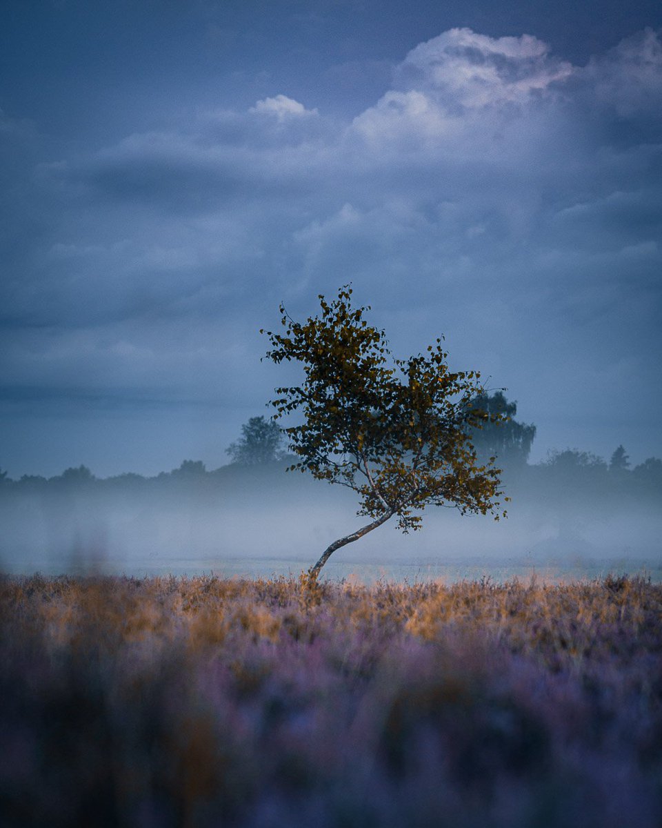 mosa1_q's tweet photo. A lonely tree in the field of dreams. Could you imagine how peaceful it was? https://t.co/zCweWn1K2D