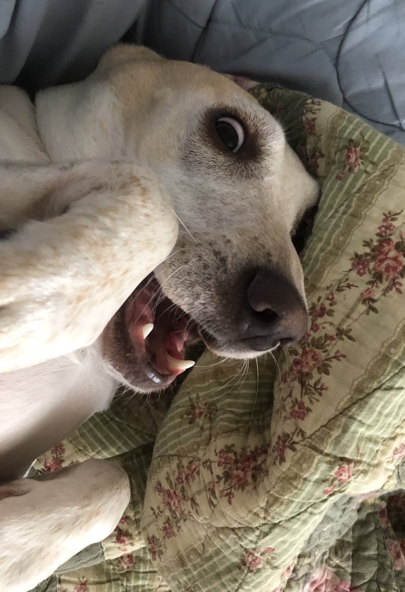 pointer_Gilbert's tweet photo. Little #hound #dog madam is starting to be a #reactive dog when at home, any tips on to help her calm down with this ! Sheโs a #rescue but her lunging and barking is progressing getting worse. #dogsoftwitter #RescueDogs #hound #barking #training #dogclass #pet #puppy #cutedogs https://t.co/t5ZmDOUn28