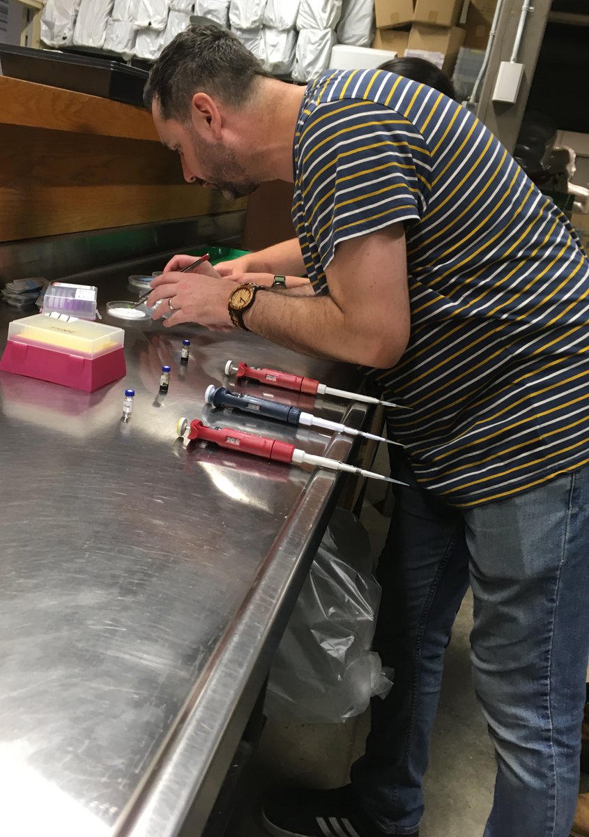 joy_van500's tweet photo. Teamwork makes science happen! Prepping #groundcherry leaf samples today for insect bioassays. Our hardworking team: grad students (@DaleSavanah, Julie Davis), intern (Giovanna Lemgruber Viol), chemistry wizard (@Chemistophe). @BTIscience @CornellCALS https://t.co/H7juWSRq1o