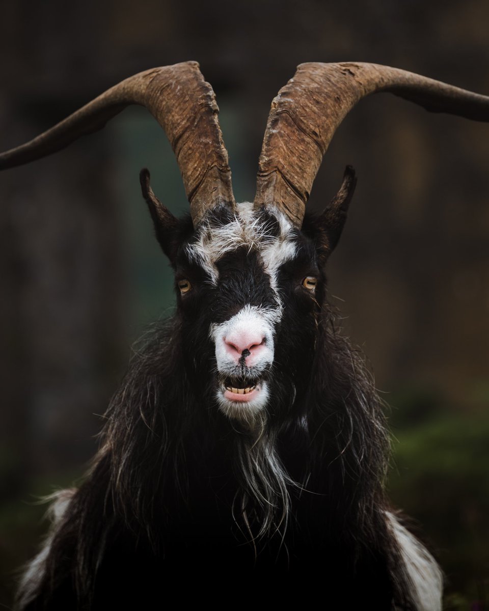 jonmhayward's tweet photo. Portraits of a goat… had fun getting a few shots of these wonderful creatures #snowdonia #eryri #goat @visitsnowdonia @visitwales https://t.co/OQsOMkyDOy