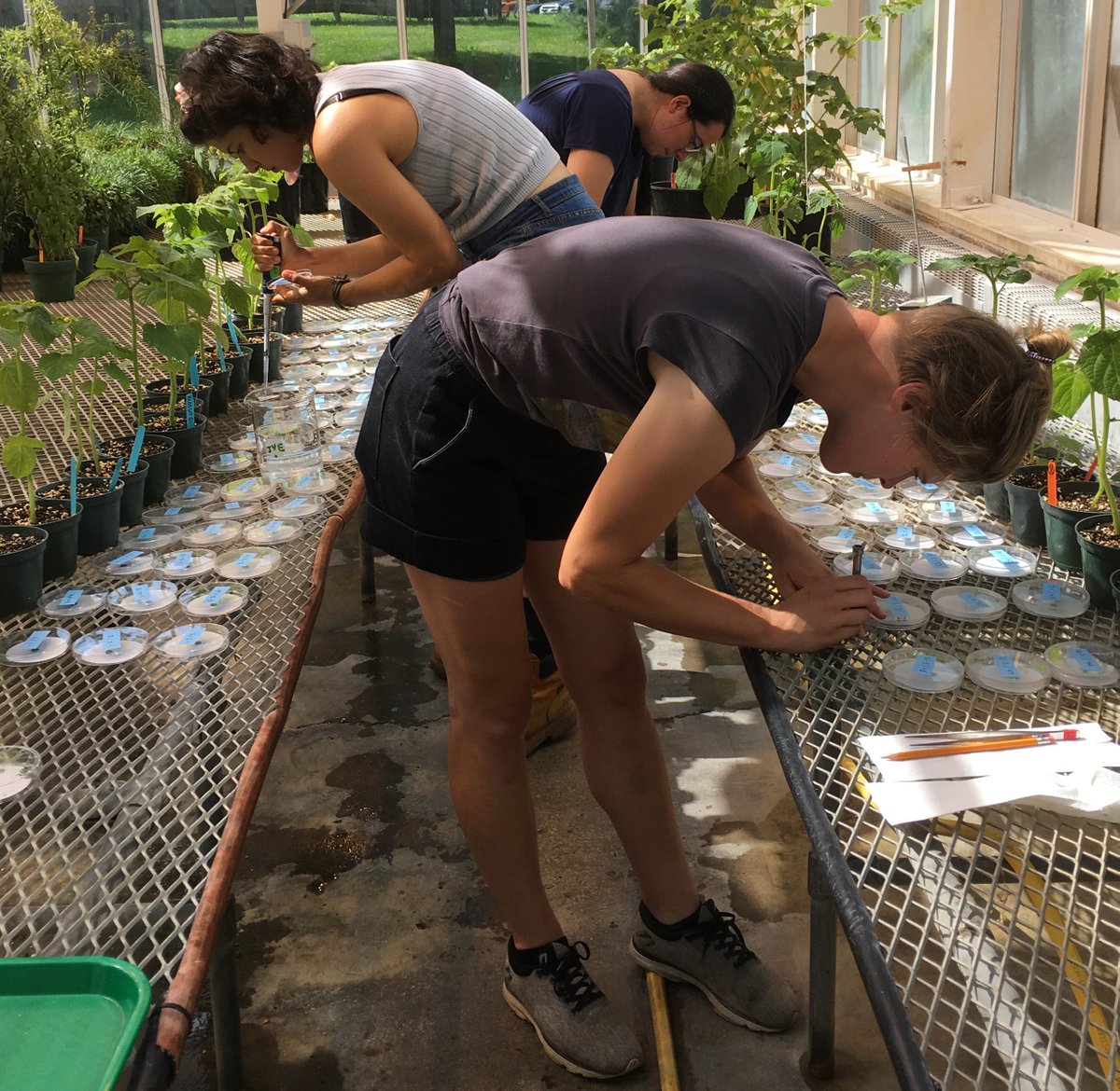 joy_van500's tweet photo. Teamwork makes science happen! Prepping #groundcherry leaf samples today for insect bioassays. Our hardworking team: grad students (@DaleSavanah, Julie Davis), intern (Giovanna Lemgruber Viol), chemistry wizard (@Chemistophe). @BTIscience @CornellCALS https://t.co/H7juWSRq1o