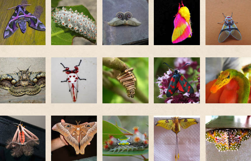 If you haven't registered for #mothweek yet, or you're on the fence, (what is mothing, anyway?) join us tonight for a virtual program with <a href="/projectnoah/">Project Noah</a>'s Michael Sarill and NMW co-founder Liti Haramaty. ilove.ebpl.org/adults-kids-te…