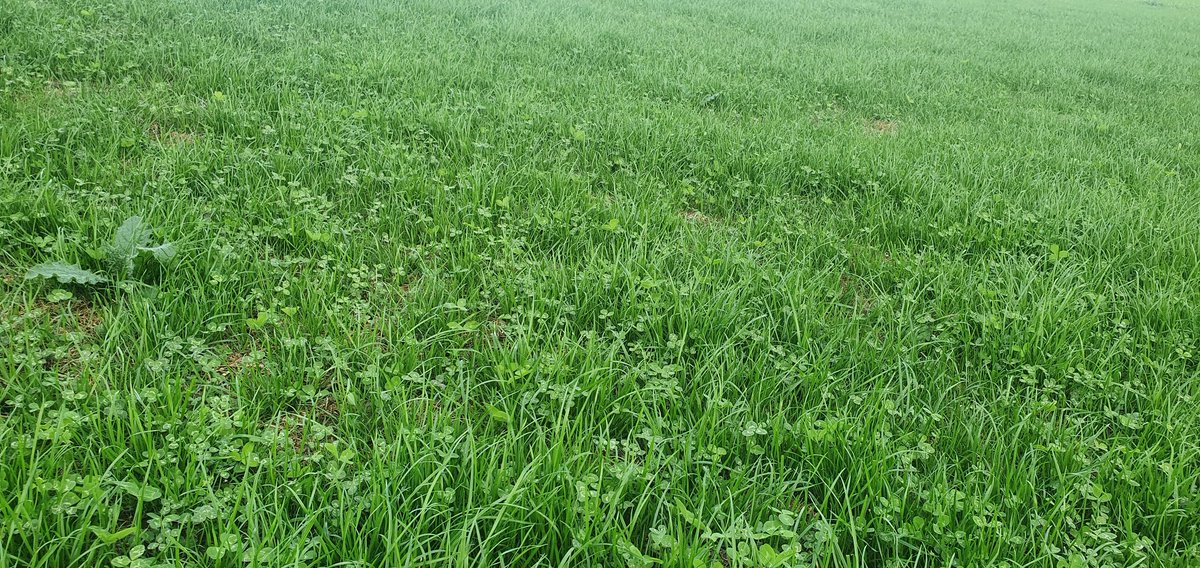 CashmanPa's tweet photo. Incredible difference in weed pressure between plough, powerharrow and direct drill establishment methods all sown the same day. Everything getting the clovermax treatment tonight #cloversafe https://t.co/6gfpHdVvFm