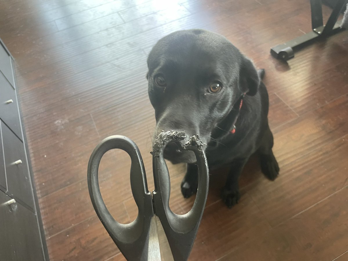 PuppyMagnolia tweet media