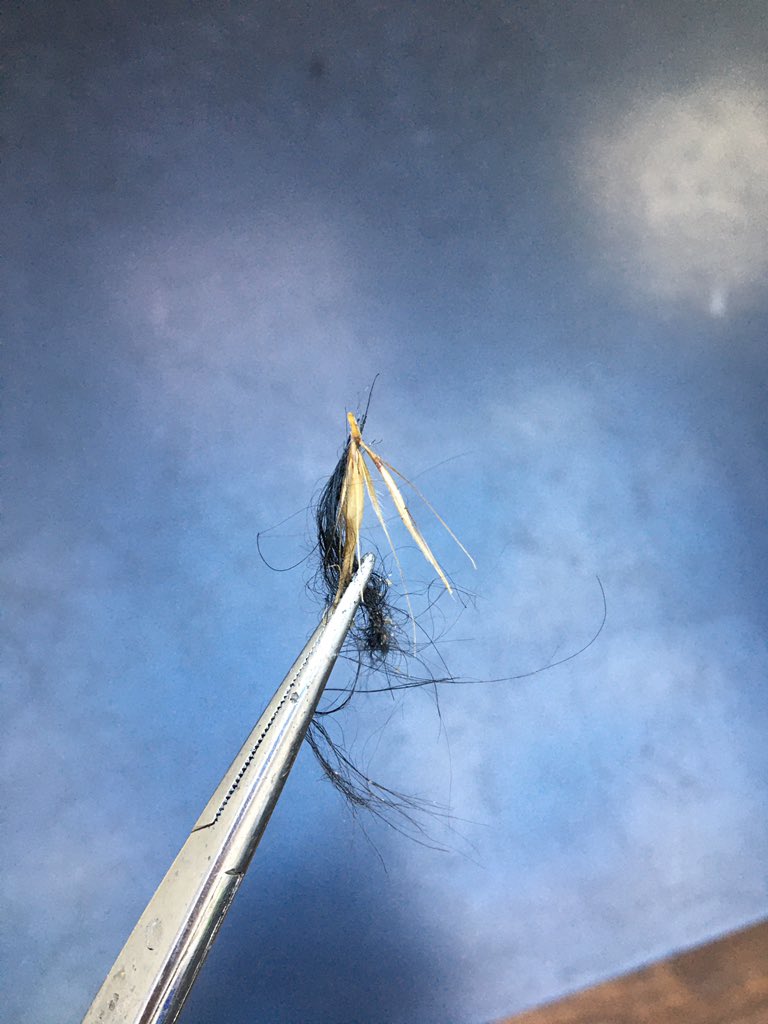 MagnoliaVets's tweet photo. Another day another grass seed. This one from a dogs foot this evening.  They are everywhere this summer. https://t.co/McAW6w7Umm