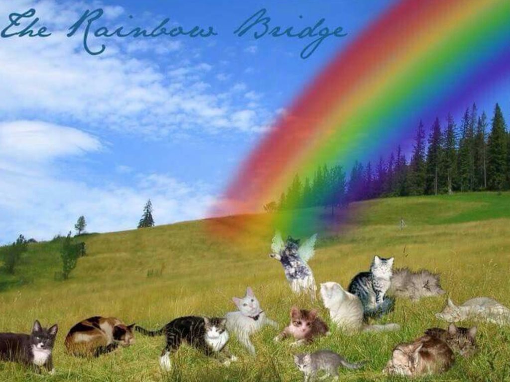 bobcatinabox28's tweet photo. #ACandleForDizzy. Fly high little one, your friends are waiting for you over the bridge and we send love and hugs to your dear mum ๐๐๐๐๐๐ https://t.co/k8odlKKcWm