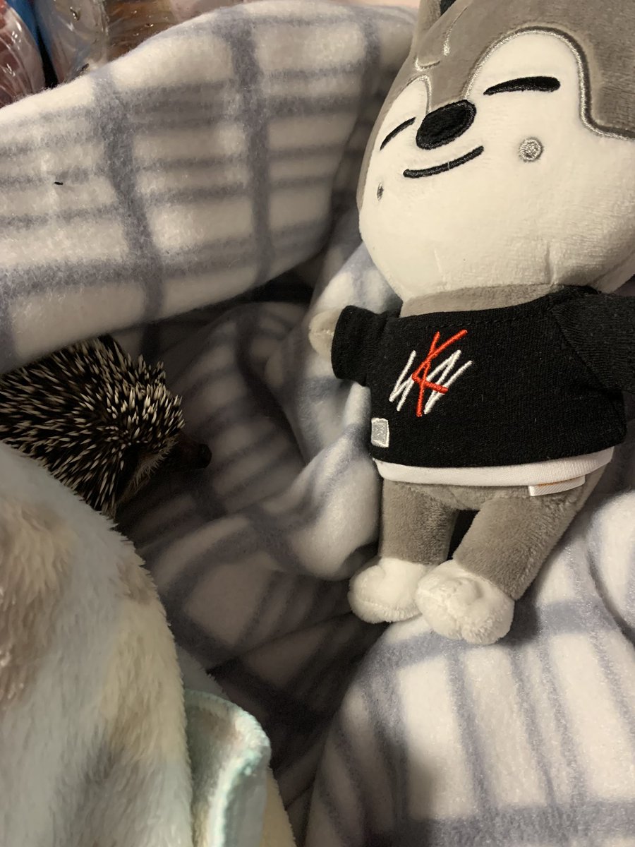 chniegf's tweet image. im not active on this acc but look my hedgehog met wolf chan !!!!