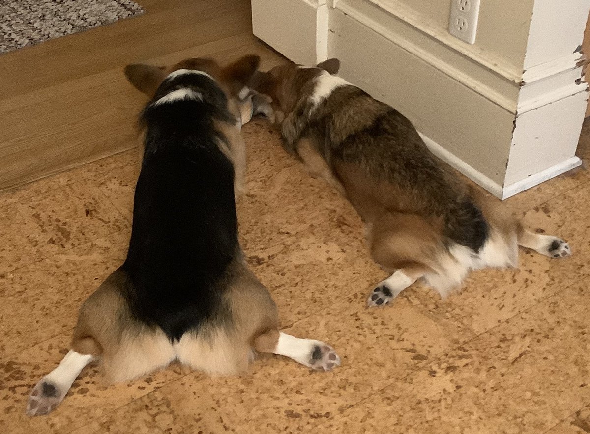What can these two Splooters be talking about? #CorgiCrew