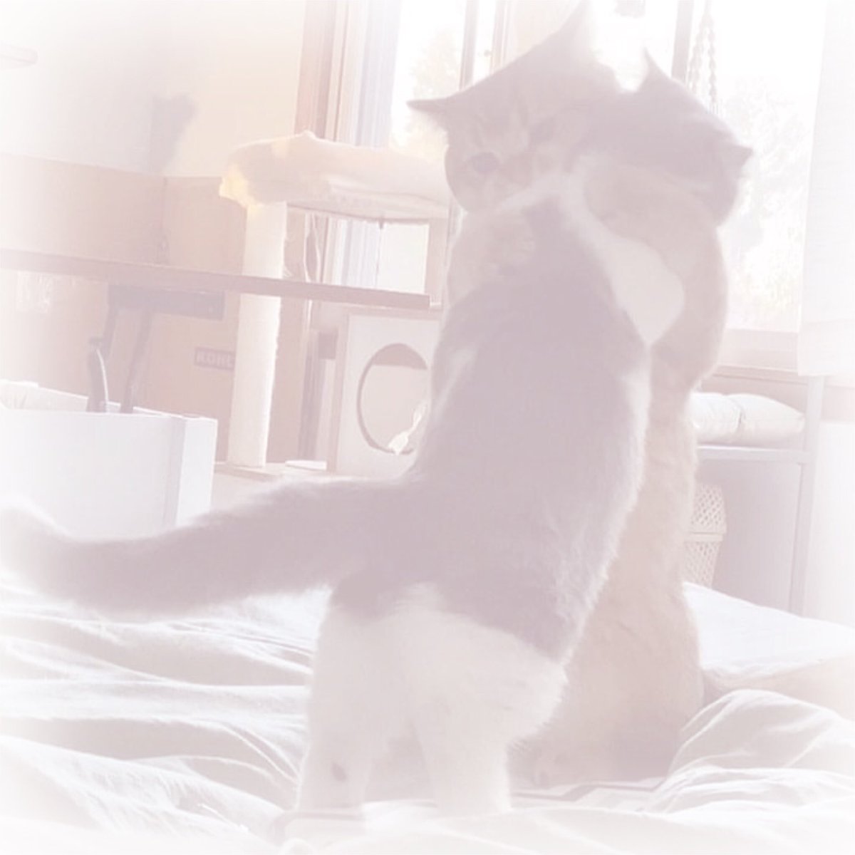 Boo ✿ po tweet media