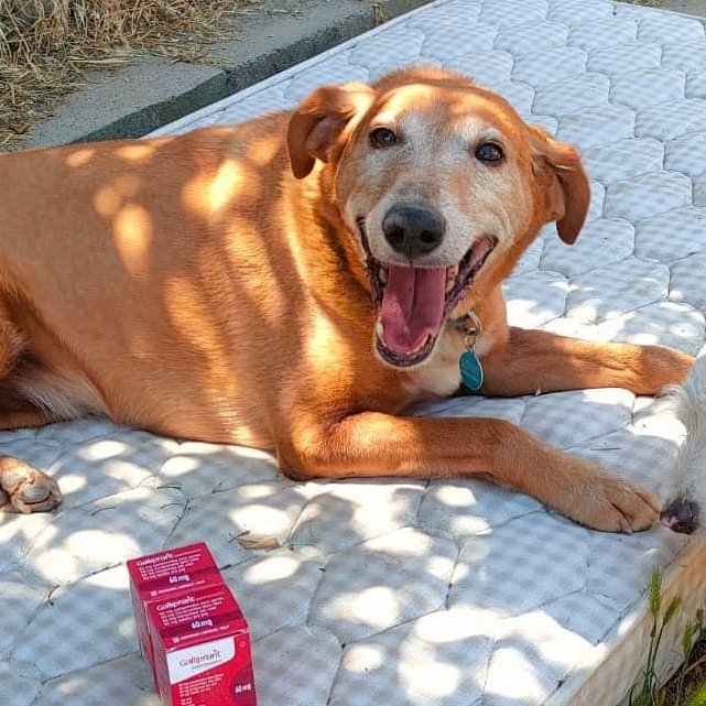 DayaCervello's tweet photo. Millones de Gracias a Montserrat por ayudarnos a mantener las articulaciones de Bruc en buen estado comprándonos #galliprant 🥰
Nuestro jefe se nos hace mayor, pero sigue igual de activo, guapo, y simpático que siempre 🐶
Un buen líder, el mejor 💪 💙 https://t.co/FhD6UIS5Gt