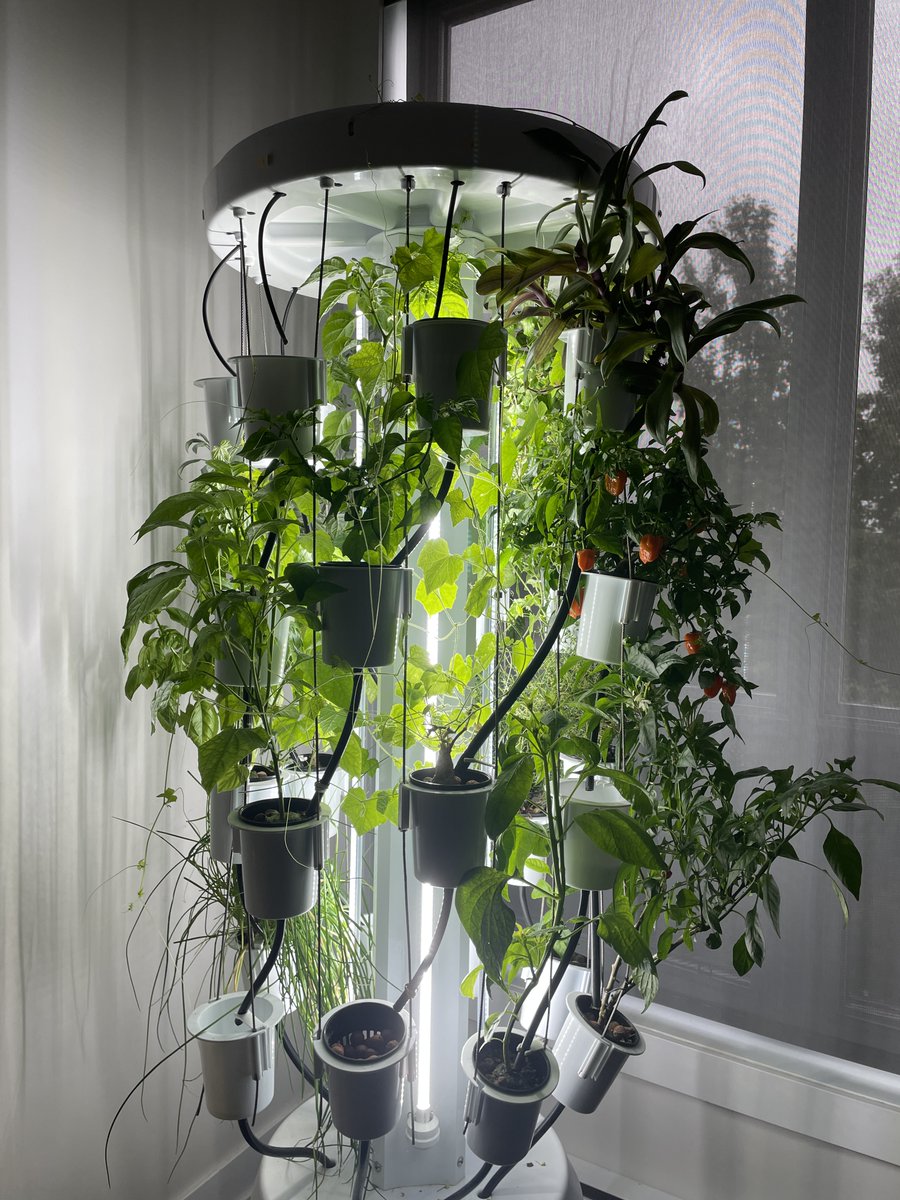 It's been somewhat of a gloomy summer in Montreal. Light can have such an impact on our mood. Our amazing intern Lauren Jelinek wrote an article about light therapy, how it can help us, and how it’s connected to gardening practices.🙌☀️🌿❤
nutritower.medium.com/minding-the-ga…...
