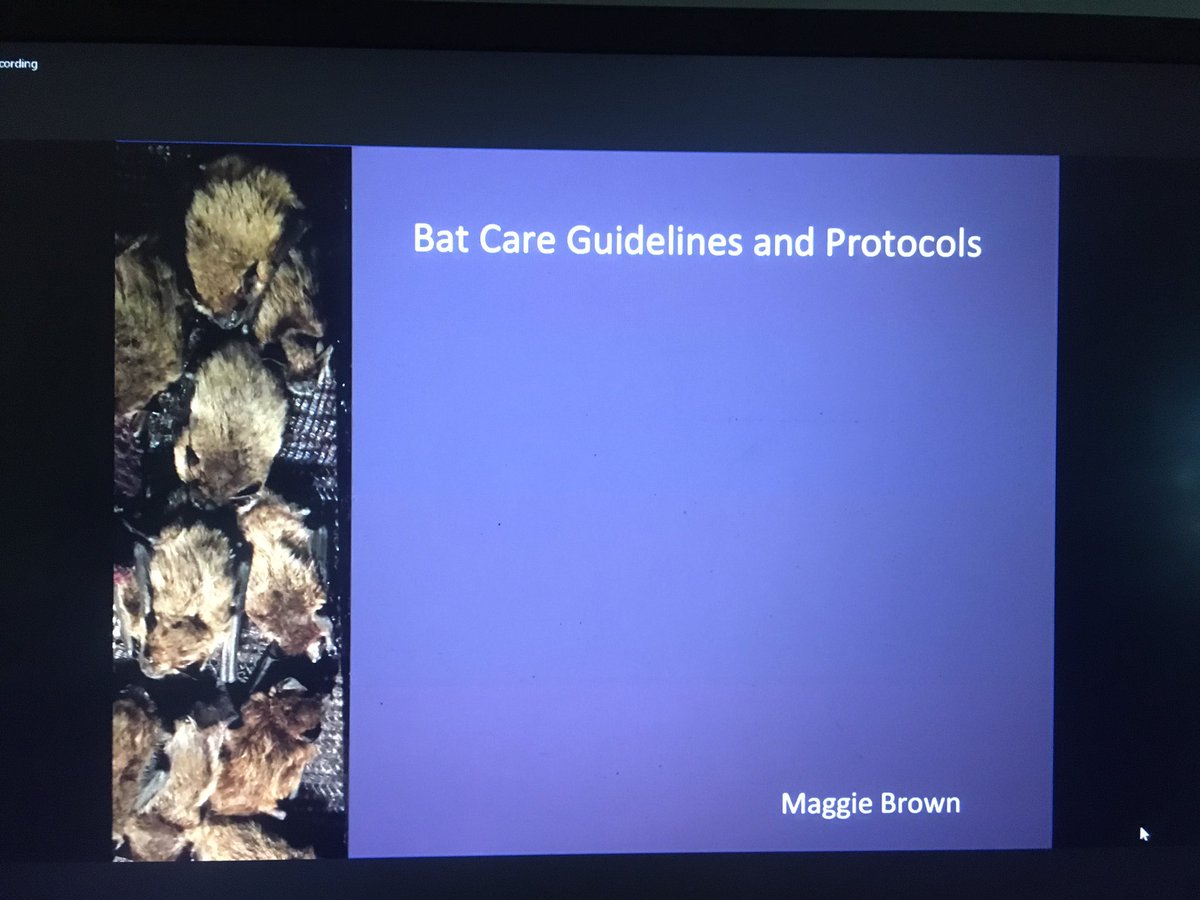 African Bat Conservation tweet media