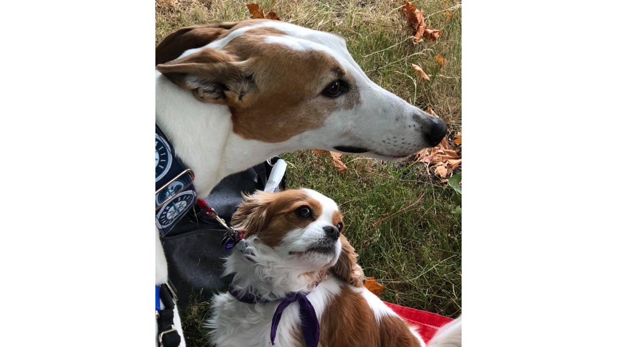 ProjectCanine's tweet image. Our first in-person visit!!! We went to the @RytherVoice Summer Camp with 2 of our therapy dogs - Princess Leia Greyhound and Buster Cavalier. What a thrill!
#therapydogs #seattledogs #dogsofseattle