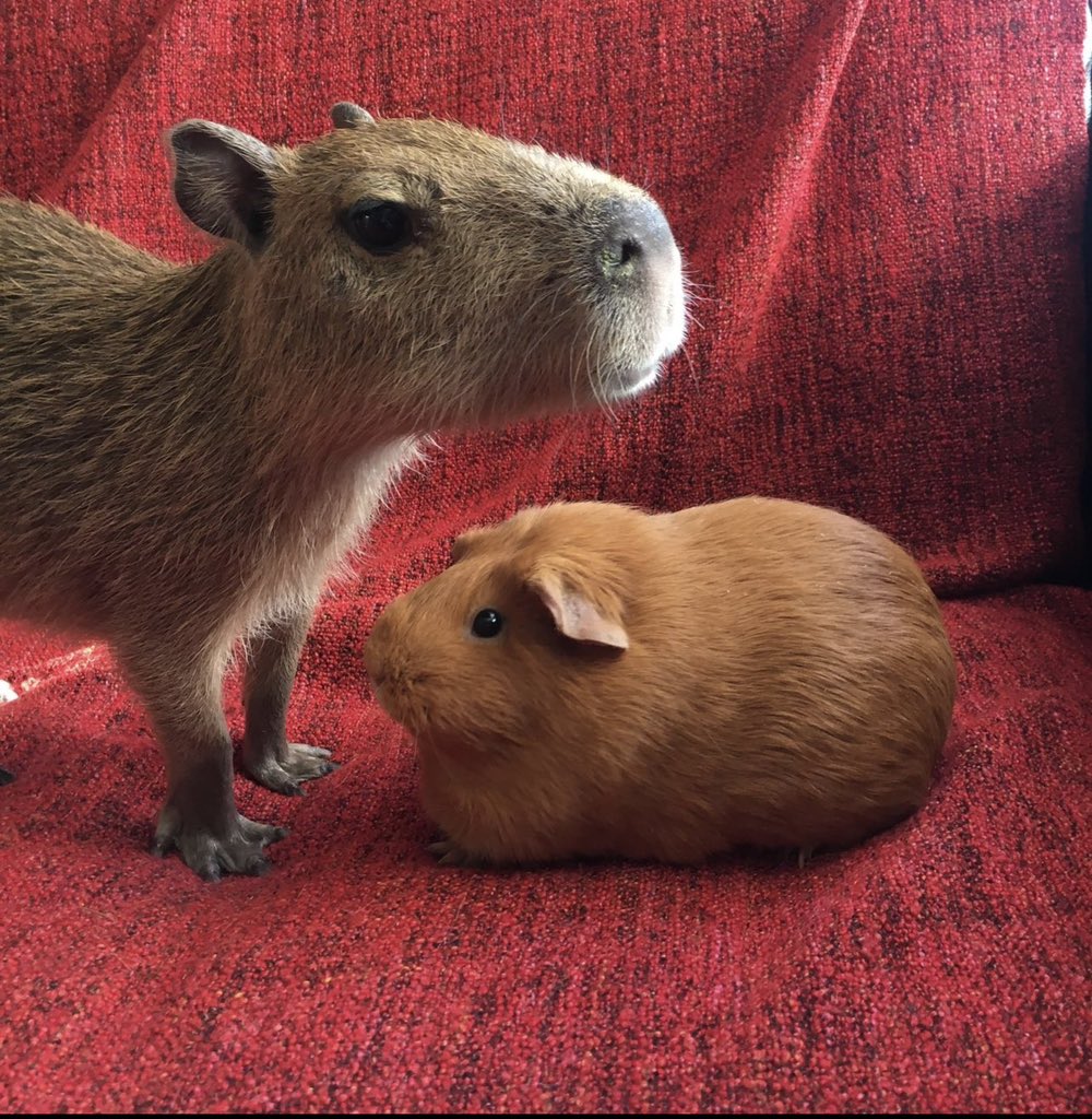 CAPYBARA MAN tweet media