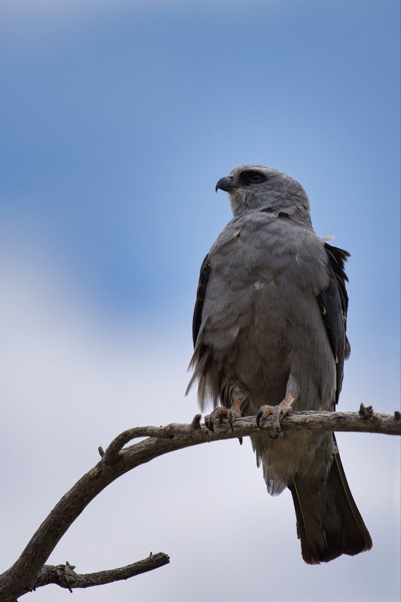 #MississippiKite pondering his existence from atop the tallest tree in the area. #birdphotography #birding #BirdsSeenIn2021 #wildlifephotography #WildlifeWednesday #TwitterNatureCommunity #wildlife #nature #Raptorsofthesky