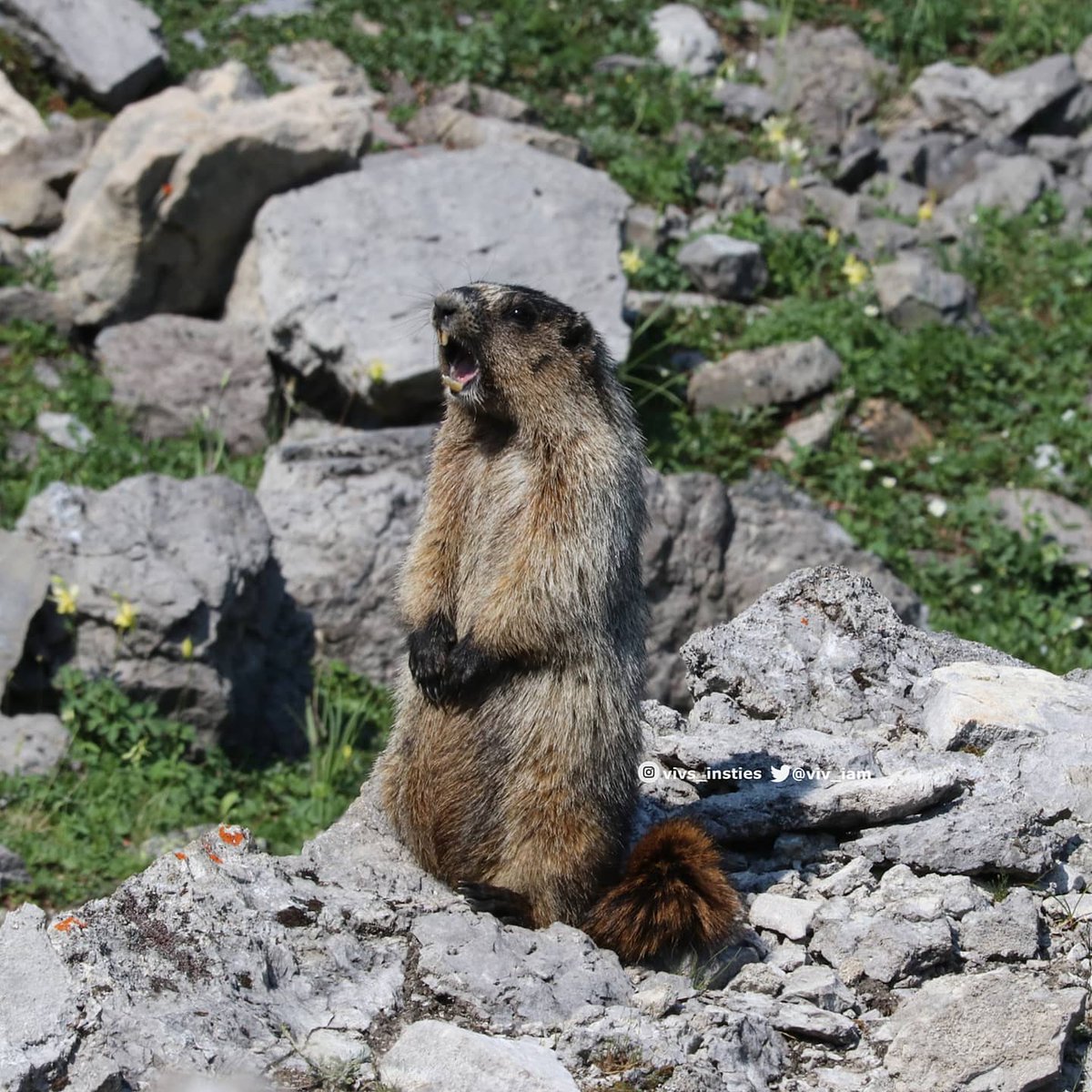 viv_iam's tweet photo. Beautiful day high up in the alpine yesterday...even if the local critters screamed as us as we passed by! Heat and hail both happened during this hike (no lightening thankfully). #hoarymarmot #bigrodent #albertahiking https://t.co/PJ3PamWzX7