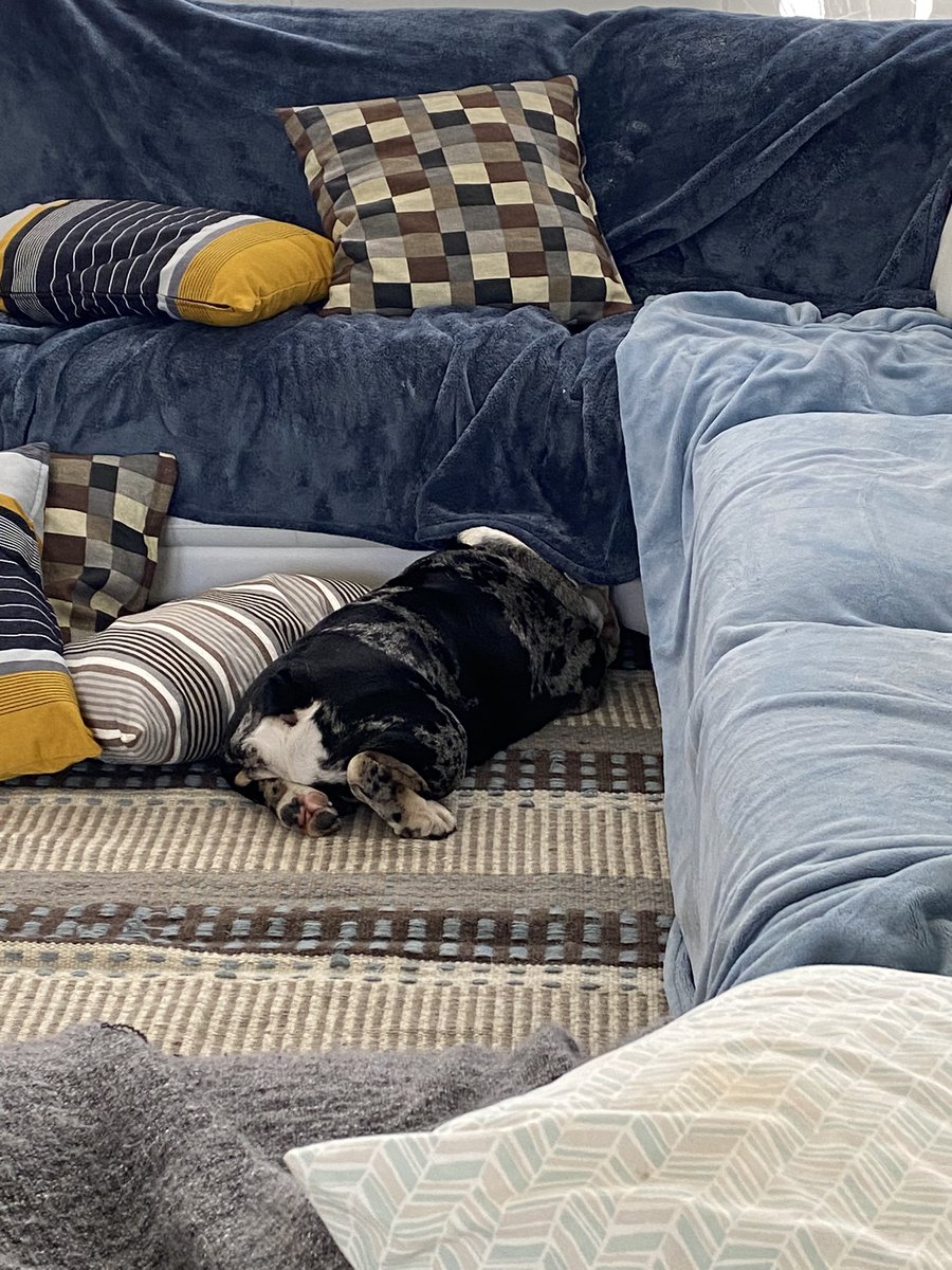 oreo_tux's tweet photo. Mom tried to “bully proof” the white sofa from my drool, hair and other stuff…it’s a disaster.  😂 Any sources for proper pet-proof furniture covers we can share with her? 
.
.
.
#oreo #petproofing #drool #hair #pawprints #markings #scratches #ugh #dogs #dogsoftwitter https://t.co/3TLxvB8IQL