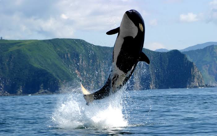 h2ohealthy's tweet photo. Vocês sabiam que hoje é o dia mundial da orca? Dia de celebrar esses animais incríveis!! https://t.co/KsvYNq4kUn