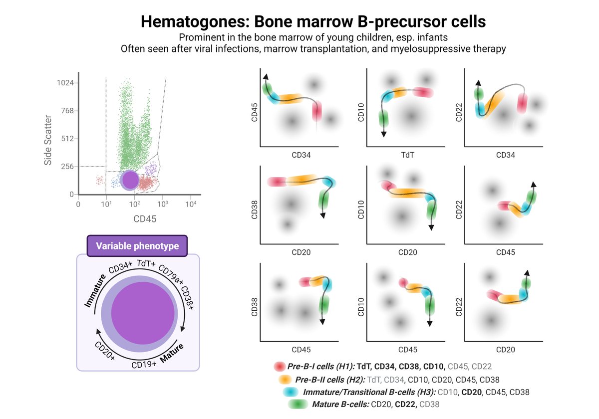 Akanksha Gupta, MD (@akankshaguptamd) on Twitter photo We at <a href="/AceMyPath/">Ace My Path</a> are starting a flow cytometry study group from August 1, on de-identified cases. If you are interested, send me your WhatsApp number. Also, if someone has some de-identified cases with answers or flow modules, please do share. Let the learning begin! 🤓 We at <a href="/AceMyPath/">Ace My Path</a> are starting a flow cytometry study group from August 1, on de-identified cases. If you are interested, send me your WhatsApp number. Also, if someone has some de-identified cases with answers or flow modules, please do share. Let the learning begin! 🤓