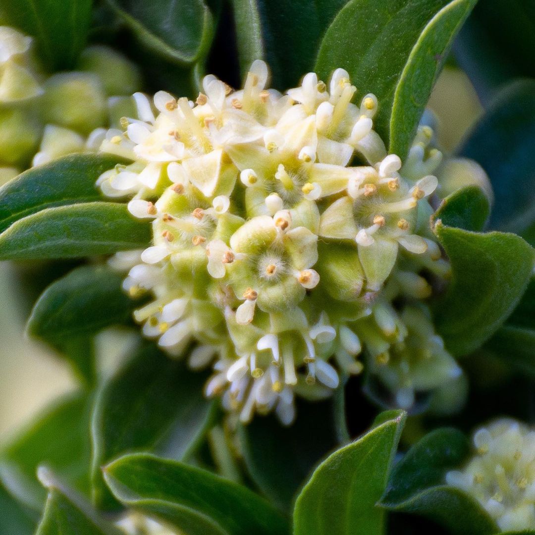 Tralhuén (Talguenea quinquinervia) Sus flores de tamaño reducido, de color blanquecino aparecen entre los meses de agosto a octubre de cada año.