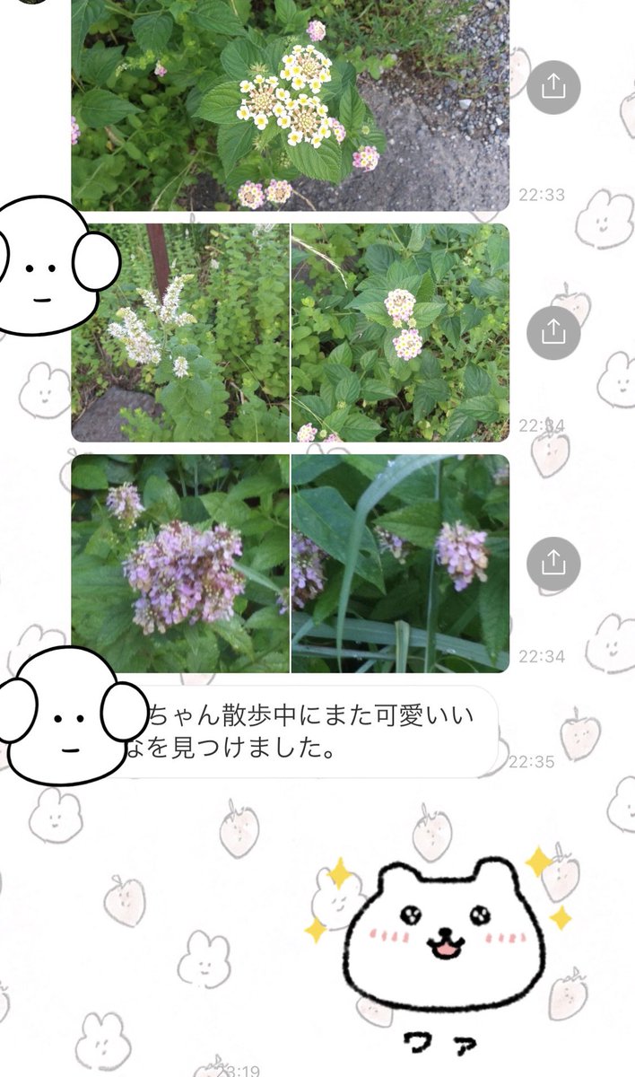 パッパがお散歩中に見つけた花を撮って頻繁に送ってくるの癒し 