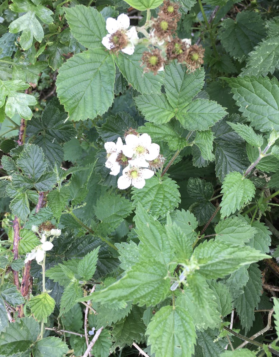 Brentingbyfarm's tweet image. And this is a paddock grazed by our ‘intensive’ pedigree Holstein cows. #vc55 Red listed spiny restharrow one of my favourites.