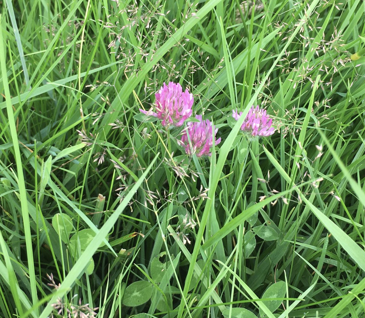 Brentingbyfarm's tweet image. And this is a paddock grazed by our ‘intensive’ pedigree Holstein cows. #vc55 Red listed spiny restharrow one of my favourites.