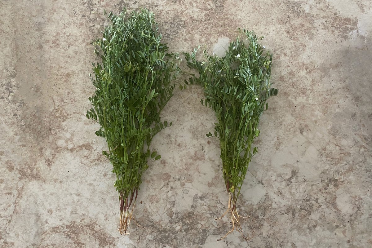 AdvancedAgTech's tweet photo. It's been a challenging year, but we still have lots of exciting crop tours coming up. It's exciting to see results like this from a family farm near Gull Lake, SK. ACF-SR treated on the left, control on the right. 300’ apart on same field. #ACFSR #bacteria #microbes https://t.co/HIfMsOFS3u