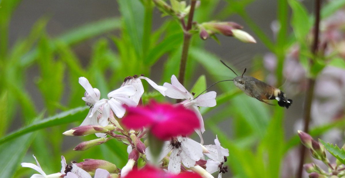 Kittydabunik's tweet photo. #Kolibrievlinder #Macroglossumstellatarum #Humming_bird_Hawk_Moth ien mien tuinπ nou mar hope dattie ziet dat dr ok #geel #walstro #Galium steet woar die straks de eitjes op kwiet kan ππ https://t.co/O69wJKLqfq