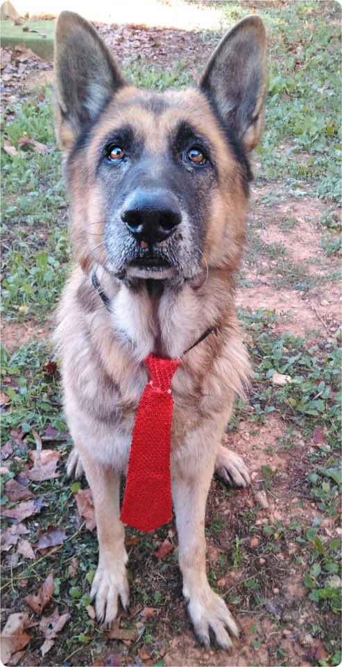 adoptaunavidaMD's tweet photo. 💔XIM sigue esperando💔

Desde que su dueño lo cedió en 2017 a la protectora, sigue esperando a su familia convirtiéndose en un perrito invisible. Por favor, no dejemos que su vida acabe en un chenil #ADOPTA

👉🏻 Si no puedes adoptar, #DIFUNDE 

🏡 adoptaunamigomallorca@gmail.com https://t.co/0GD6ZOCUYB