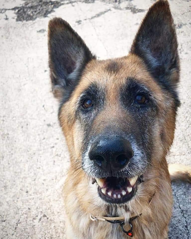 adoptaunavidaMD's tweet photo. 💔XIM sigue esperando💔

Desde que su dueño lo cedió en 2017 a la protectora, sigue esperando a su familia convirtiéndose en un perrito invisible. Por favor, no dejemos que su vida acabe en un chenil #ADOPTA

👉🏻 Si no puedes adoptar, #DIFUNDE 

🏡 adoptaunamigomallorca@gmail.com https://t.co/0GD6ZOCUYB