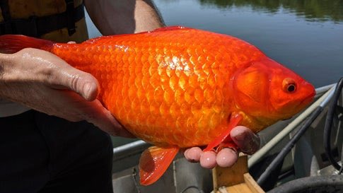 Massive Goldfish Take Over Minnesota Lake

From The Weather Channel iPhone App https://t.co/F7iLFTPIXy https://t.co/0BaSr6S5IR