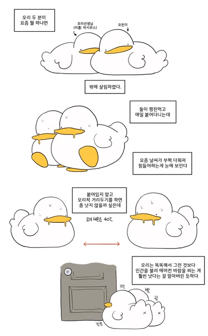 무더위 속 오리 두 마리 
