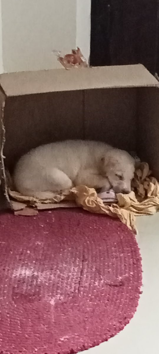 Abhishek Joshi 👨💻🐶 tweet media