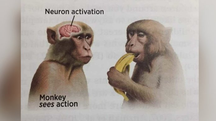 PrimatesDaily's tweet image. NEURON ACTIVATION