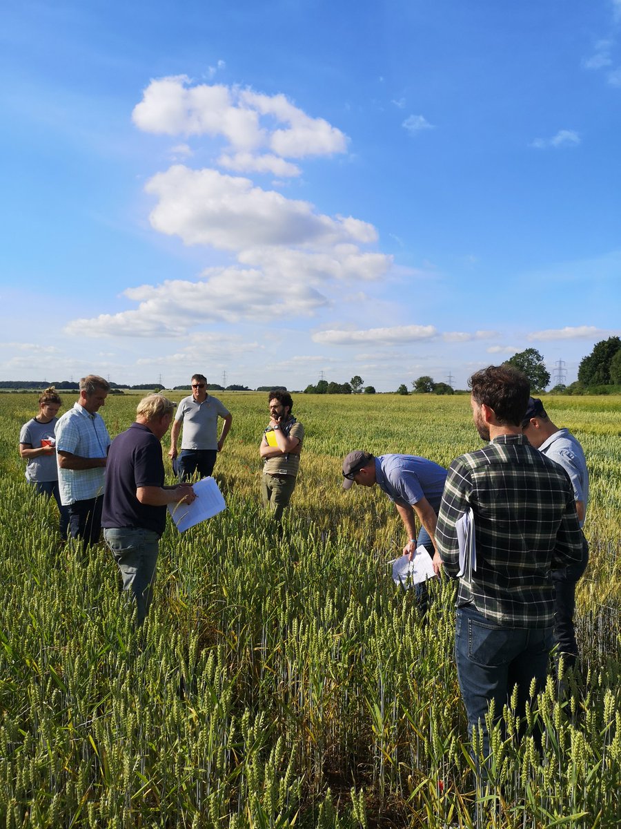 organicarable's tweet photo. Going through the #LiveWheat plot trials with the @OrgResCent crops team and visiting farmers here at @MacaroniOrganic - which variety will be the favourite? #organicarable #organicresearch https://t.co/nufcL1h5uZ