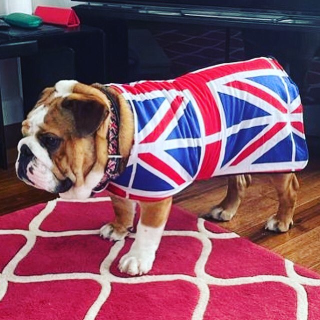 Time to cheer on #teamgb <a href="/TeamGB/">Team GB</a> #Tokyo2020 #dogsoftwitter #britishpride #TokyoOlympics #tokyo zukiestyle.co.uk/zukiestyleshop…