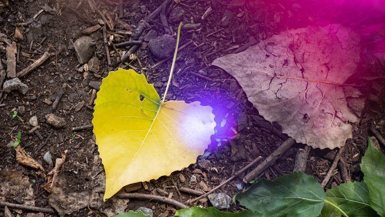 LovingerTherapy's tweet photo. https://t.co/iGQGRJjLig

Stuck In A Rut? Sometimes Joy Takes A Little Practice

"Researchers now think emotions are malleable, and people have more influence over them than previously thought."

#gratitude #awe #mindfulness #Anxiety #depression #QuarantineLife https://t.co/uSkpCkdGl5