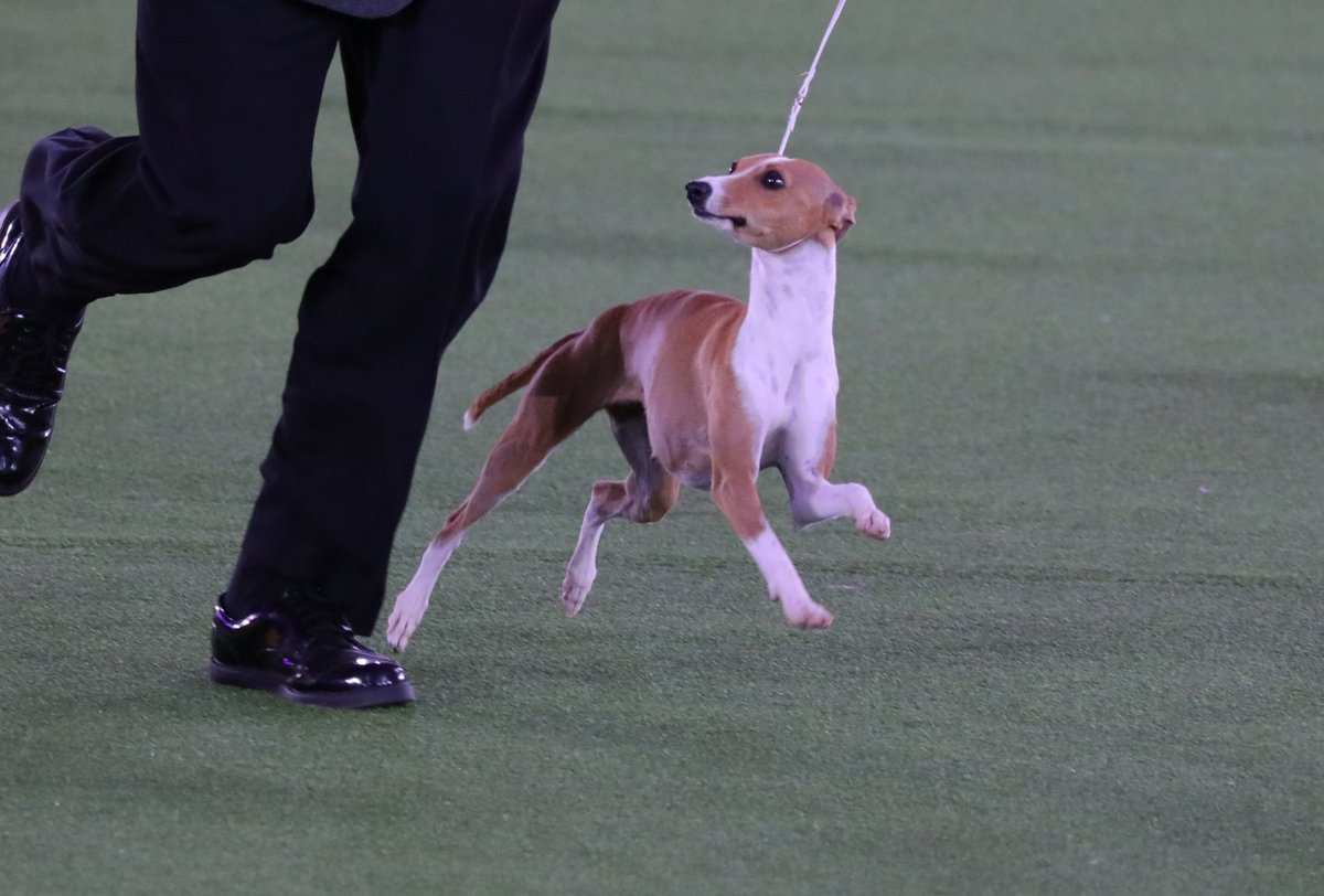 WKCDOGS's tweet photo. Meet Dillon, an Italian Greyhound who clearly had fun in the Toy Group this year. Congratulations to his breeders and owners. The #RoadToWKC begins in the whelping box. #WKCPuppyTails. https://t.co/h0WYDfKJ7U