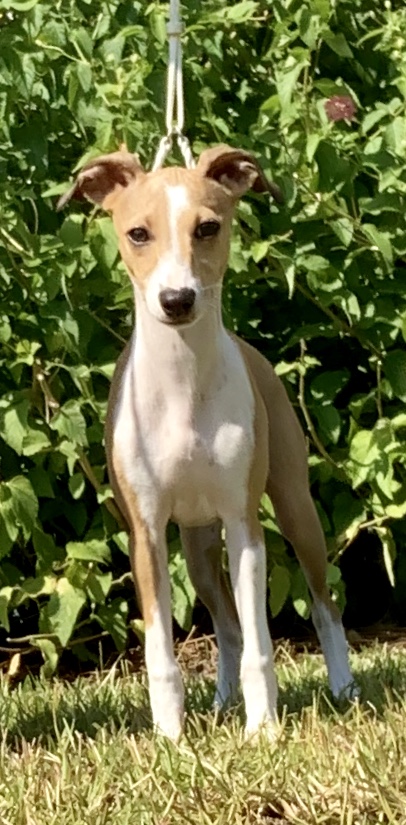 WKCDOGS's tweet photo. Meet Dillon, an Italian Greyhound who clearly had fun in the Toy Group this year. Congratulations to his breeders and owners. The #RoadToWKC begins in the whelping box. #WKCPuppyTails. https://t.co/h0WYDfKJ7U