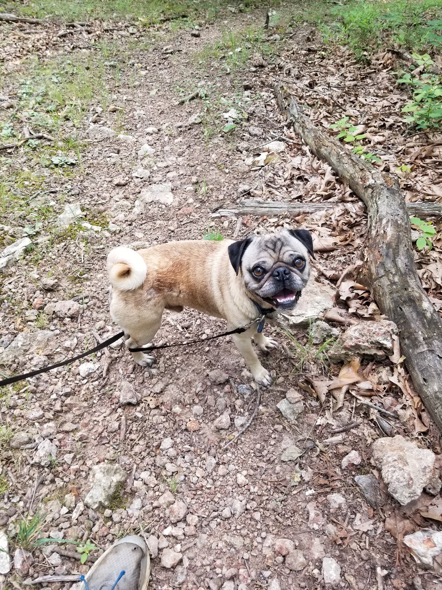 MissouriMarc's tweet photo. I Went on a hike with my Dog yesterday at Saint Francois State park! We had a fun time and saw some stunning sights! https://t.co/R48D55BPZ2