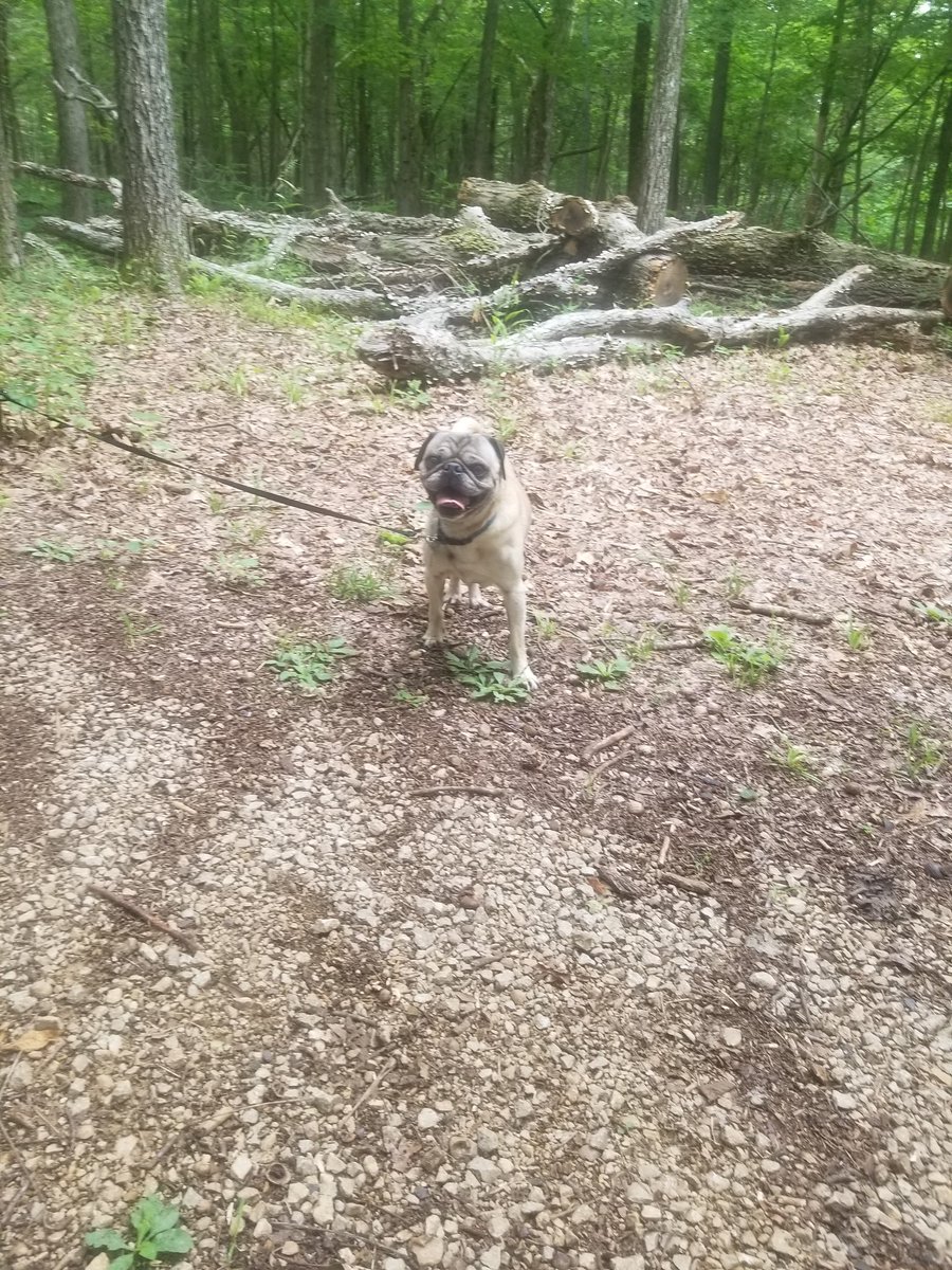 MissouriMarc's tweet photo. I Went on a hike with my Dog yesterday at Saint Francois State park! We had a fun time and saw some stunning sights! https://t.co/R48D55BPZ2