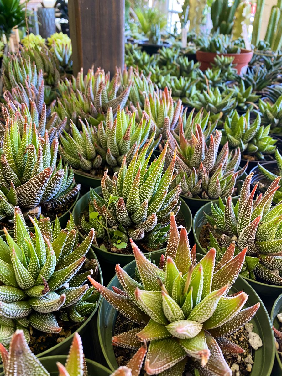 MossTimber's tweet photo. New plants! We are restocked on tons of plants, including lots of new large plants including these single stump money trees! So cool, and not something you find often! https://t.co/lDYc091Pmd