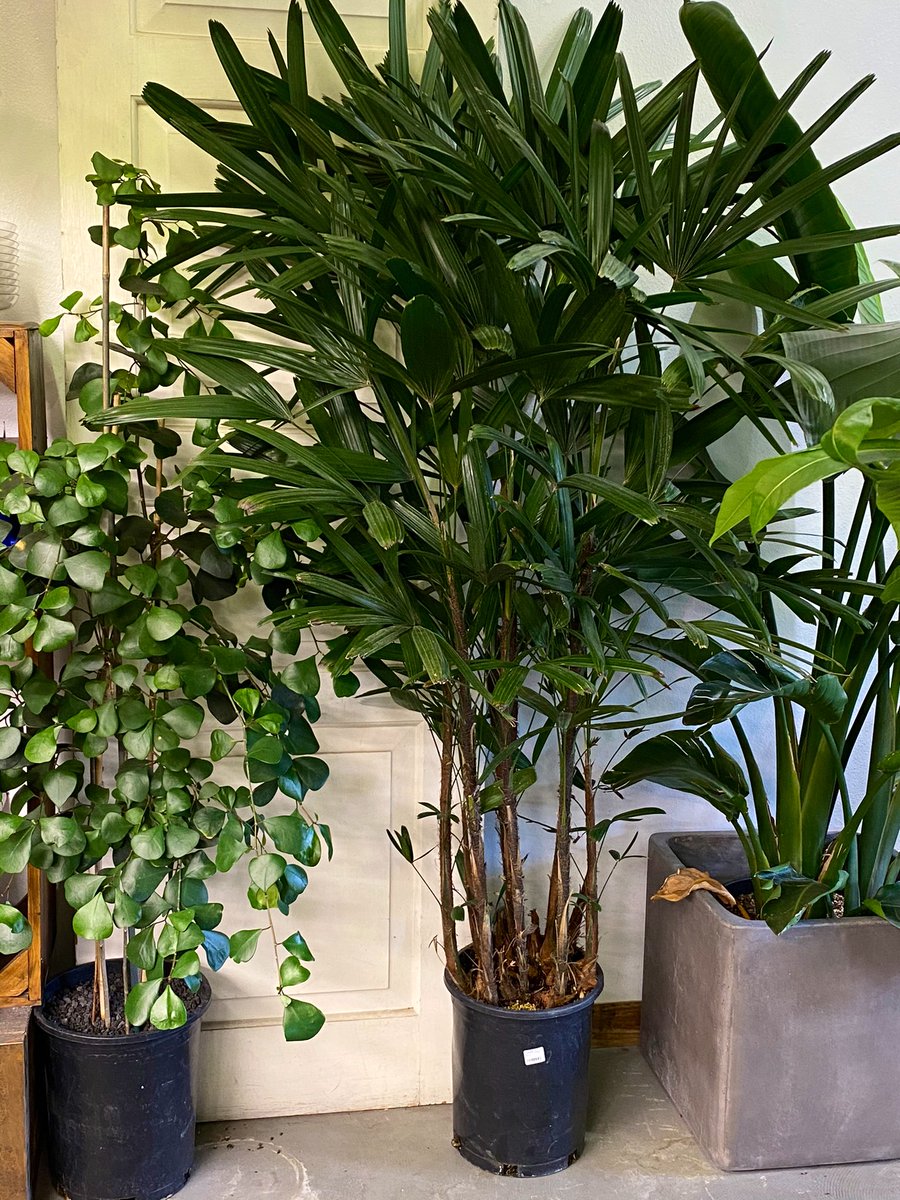 MossTimber's tweet photo. New plants! We are restocked on tons of plants, including lots of new large plants including these single stump money trees! So cool, and not something you find often! https://t.co/lDYc091Pmd
