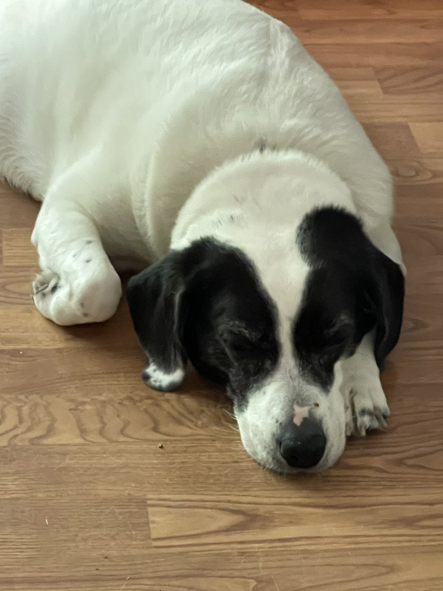 This morning I ate up the kitten food when no one was looking.  For lunch I got some leftover stew. Now I am waiting for snacks. When is dinner???
