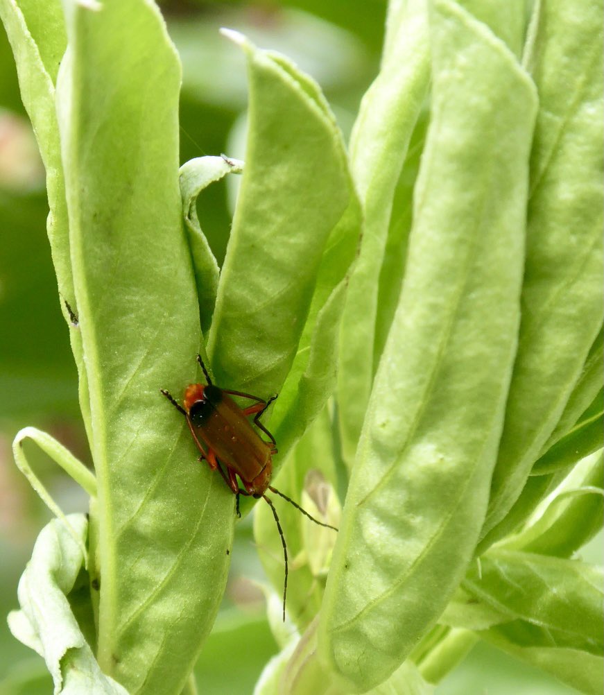 Common it may be, but we ❤️ this striking red soldier beetle  #BeautifulBeetles