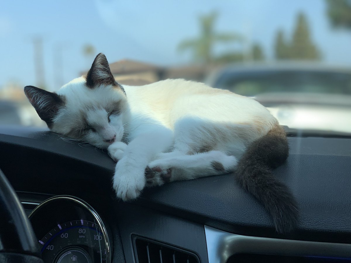 katzgotrythm's tweet photo. Waiting for his shots like 😴💤 https://t.co/IZ5mS4Bxbv