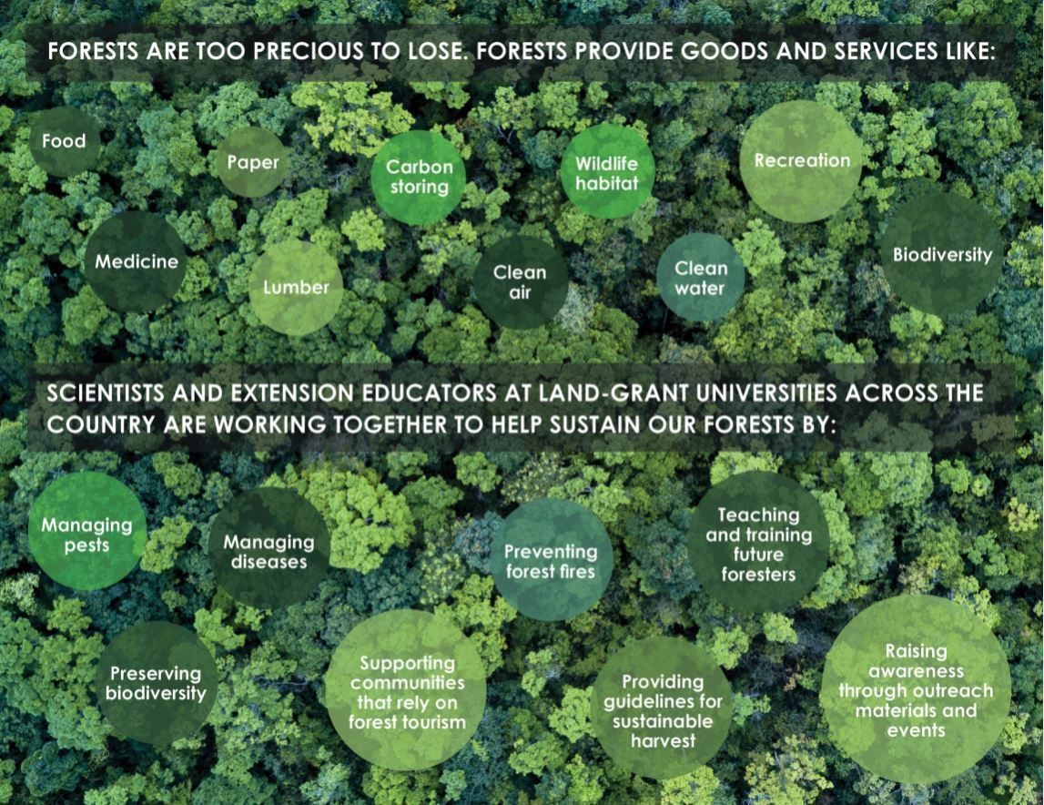 MRFImpacts's tweet photo. It's #NationalForestWeek! See how Multistate Research Projects are helping sustain our #forests and the goods and services they provide. @NationalForests
#MRFimpacts #NIFAimpacts #ExploreItAll #RecreateResponsibly https://t.co/3pUlTqYov8